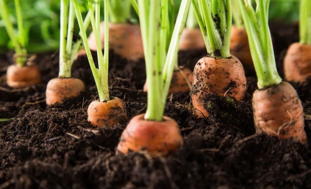 花园|在家种个菜都这么美,还要什么花园?