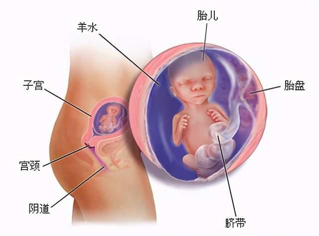 胎宝|怀孕三个月，胎宝从胚胎变成胎儿，孕妈和胎宝都发生了哪些变化