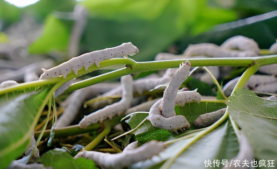  火烤|农村叫它树?狗?，很多人吃过，用火烤特香，今涨到200元1斤