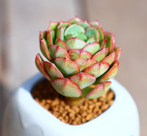 常见的景天科石莲花属多肉品种 图鉴赏析及养护方法 快资讯