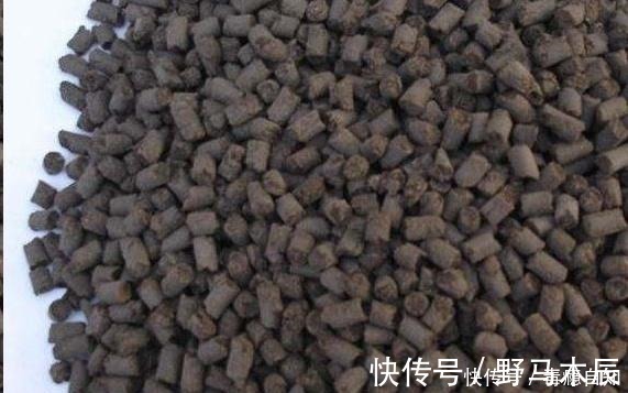 叶片|君子兰养了好几年,就是不开花,用了这个小技巧,一下开了几十朵!