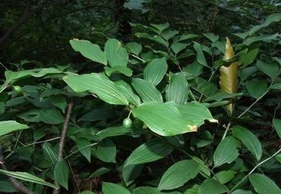 宝铎草生长于林下或灌木丛中花开黄色、绿黄色或白色