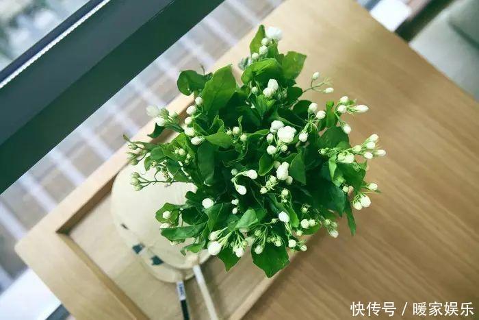 七里香|最适合夏天养的花,水浇够了,满盆开出小白花!