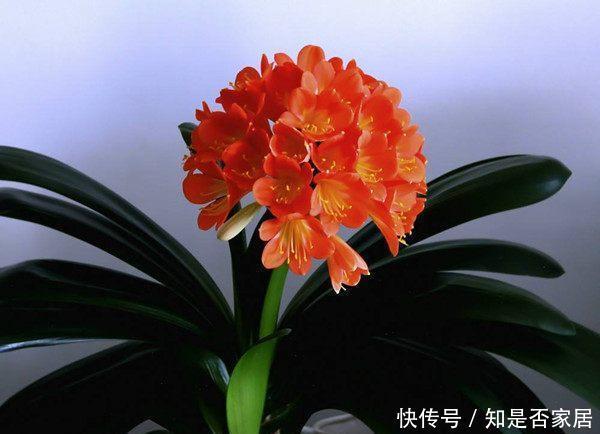 室内观赏花|五种适合秋天养的盆栽花,春节期间开花,漂亮又喜庆,年年有花赏