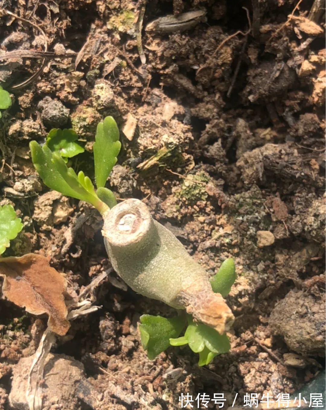 花苞|初秋8种花不能剪,轻则不开花,严重可能剩空盆