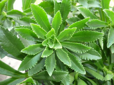 救心菜|此菜被称“养心菜”,再贵也要买,大人孩子吃了都健康,很珍贵