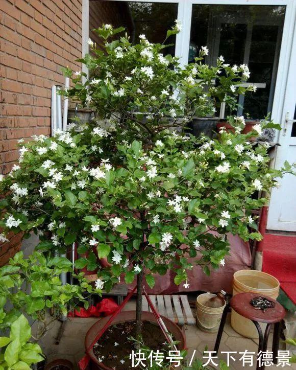 大众花卉|3种“漂亮花”，香气浓郁，大牌香水的“原料”，又香又美又值钱