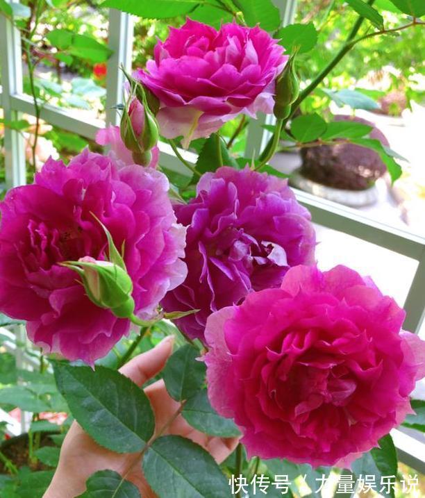 什么花可一年开四季盆栽上4种植物，个个都能全年花开不停歇