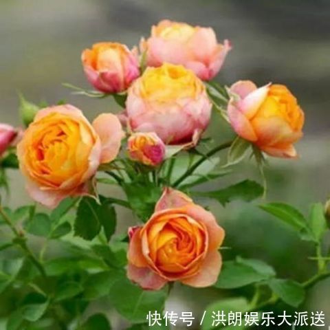 这几盆号称“浇不死”盆栽,吸收甲醛空化空气,聪明人都在养!