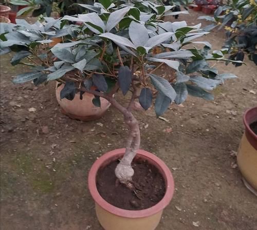 为花卉换盆，少做这2件事，等于白忙活