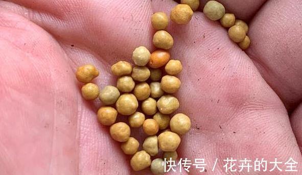 阳台上|难怪你家多肉长不好，这些多肉，越晒太阳长得越不好