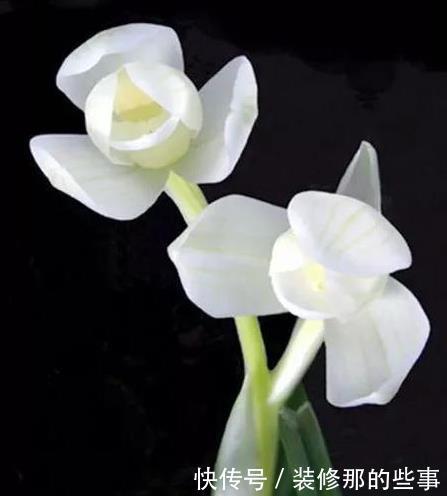 兰花|怎样在众多兰花中,一眼就能区分出莲瓣兰?