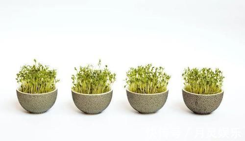 糙米|它发芽了千万别扔,吃对了营养加倍,抗老防衰效果更好!