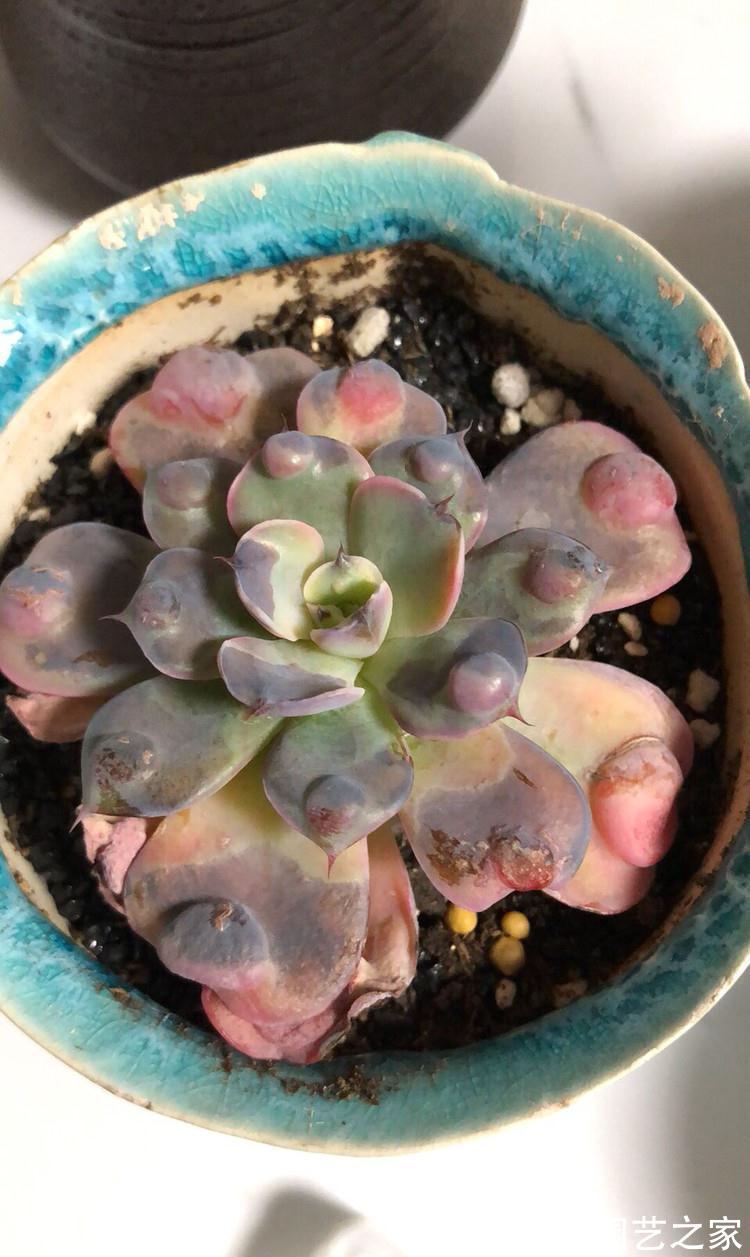 多肉晒太阳不是你想晒就晒的,你看看这些多肉就知道了