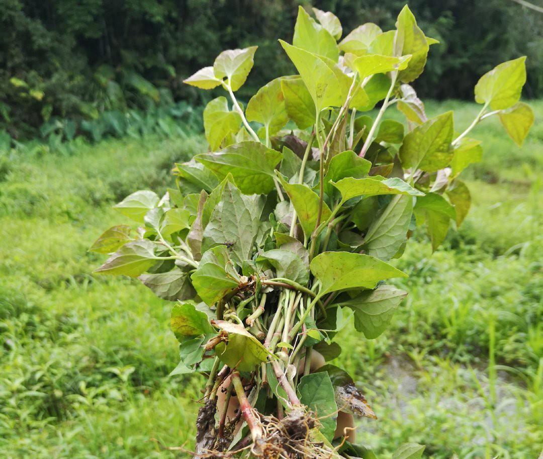 客家人无私分享出来的3种凉茶配方,清热祛湿解暑,味道甘中带苦
