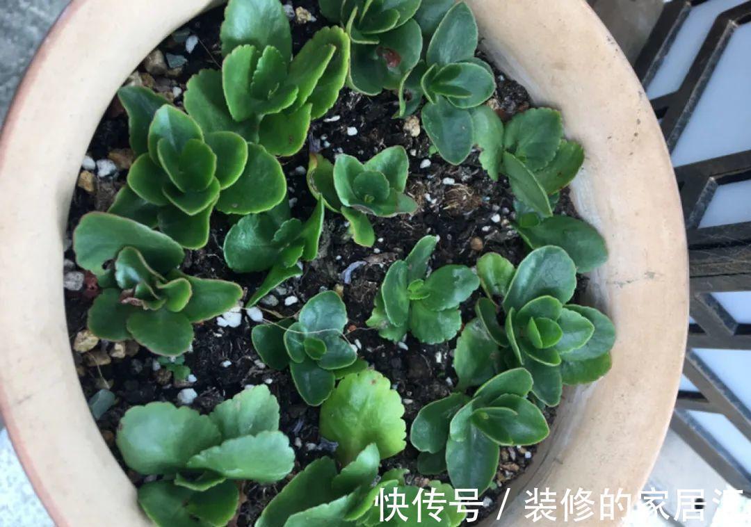 枝条|6种花别养老桩,越老越不开花,赶紧扦插备份