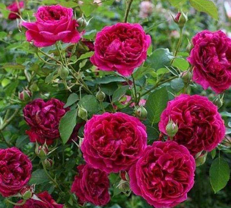 4种花是花中劳模,一年四季开花不断,花色鲜艳,适合种在庭院