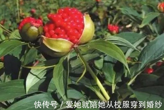 产后腹痛|乡下曾无人问津的野草,被称“天然止痛药”,现如今180一斤