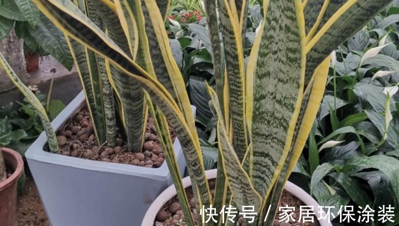 透气性|养殖虎皮兰,落实好“2多2少1勤”,叶子挺直,侧芽呼呼窜爆盆