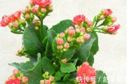 想要长寿花“二次开花”,只需一碗“催花水”,30天就“爆盆”