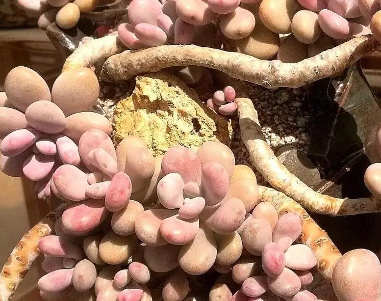 你不一定知道的多肉植物养护小秘密