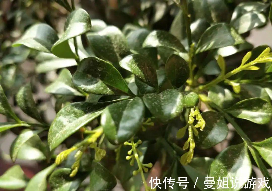 米兰这么养,疯狂冒新叶,开花香又多