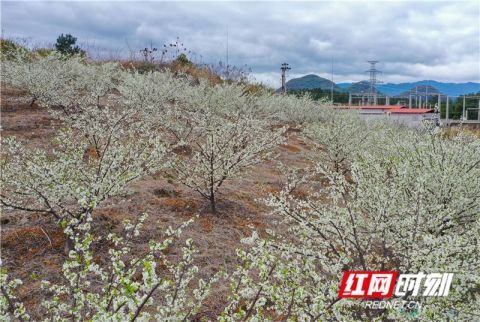 道县李花园 赏花过大年