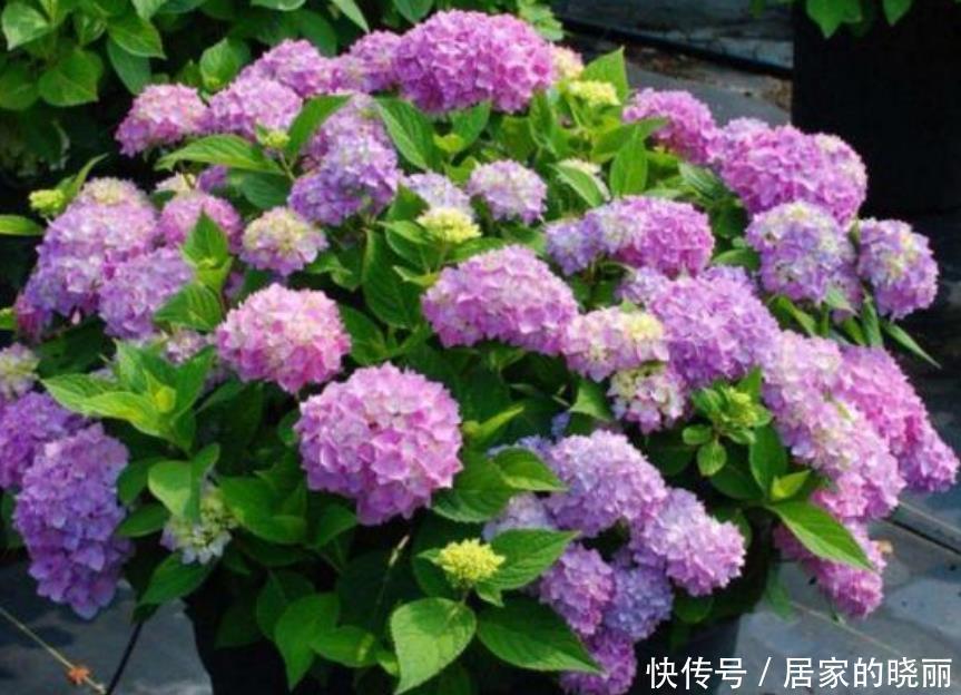 最受欢迎的4种花,个个开花漂亮,花朵硕大,养阳台满屋飘香