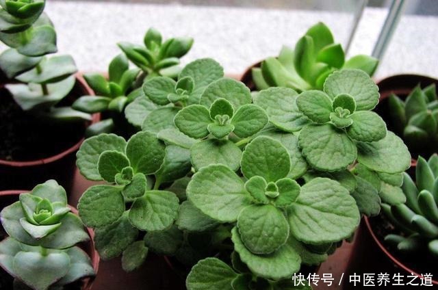 这几种花自带香气,放在家里散出香味,不腻沁人心脾!