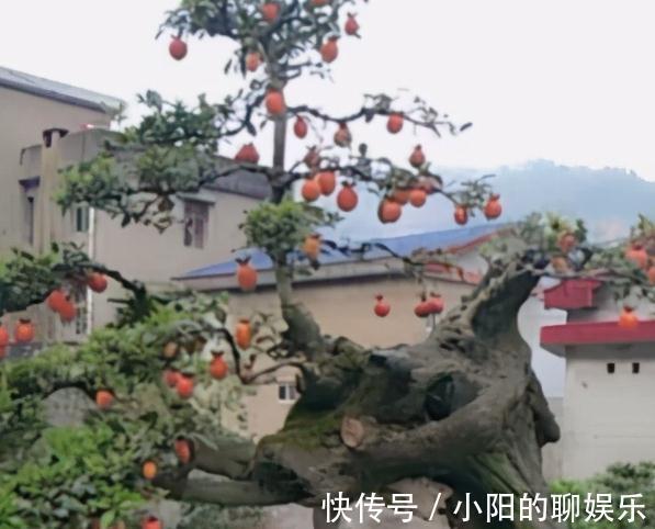 4种花很独特，容易打造老桩盆景，被当成传家宝，喜欢吗