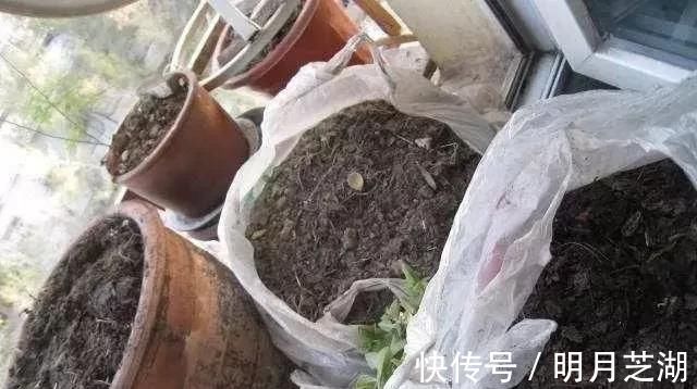 腐殖土|花盆里种的花不需要买泥土,用这种东西混合种的花草都很旺盛