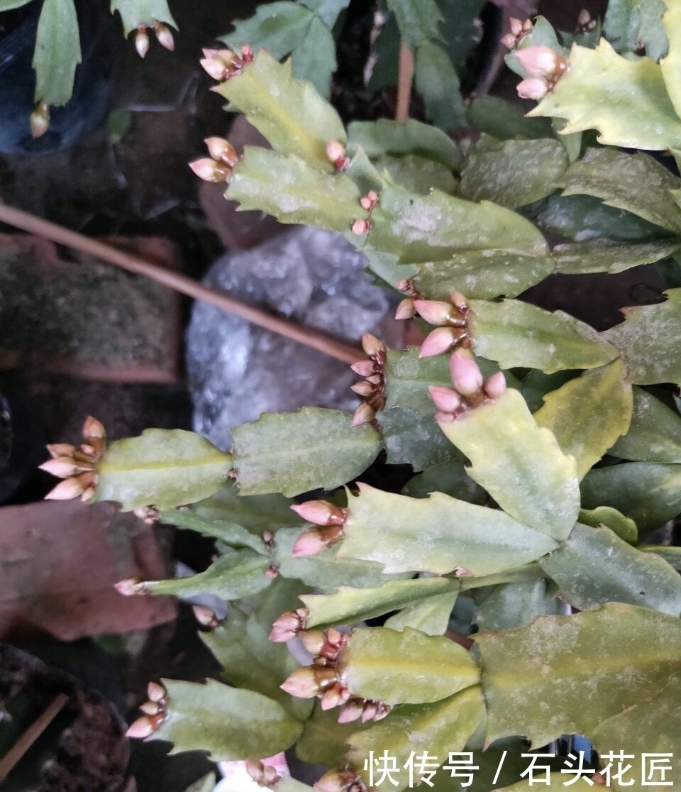 养分|蟹爪兰花苞“蔫不拉几”，这叫做“消苞”现象，有3个原因要知道