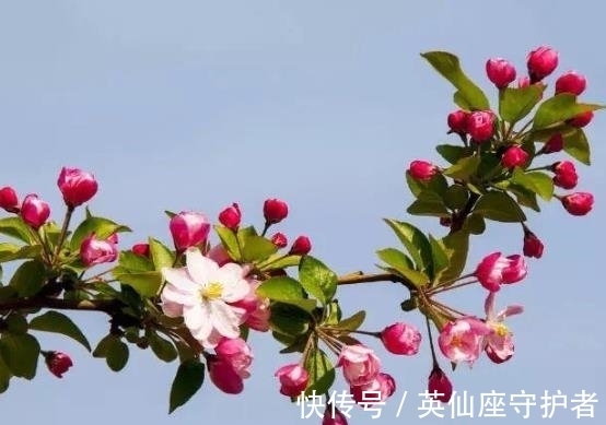 盆栽|农历十月十八小雪后,养什么花?家里养3种花,幸福如意福泰安康