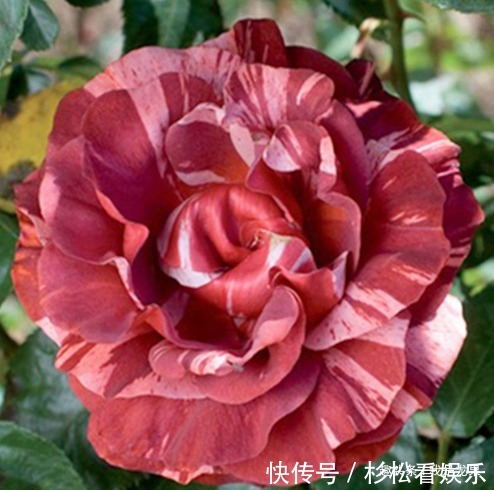条纹|喜欢菊花，不如养盆“月季精品”贝尔公园，花朵亮粉色，带橙色调