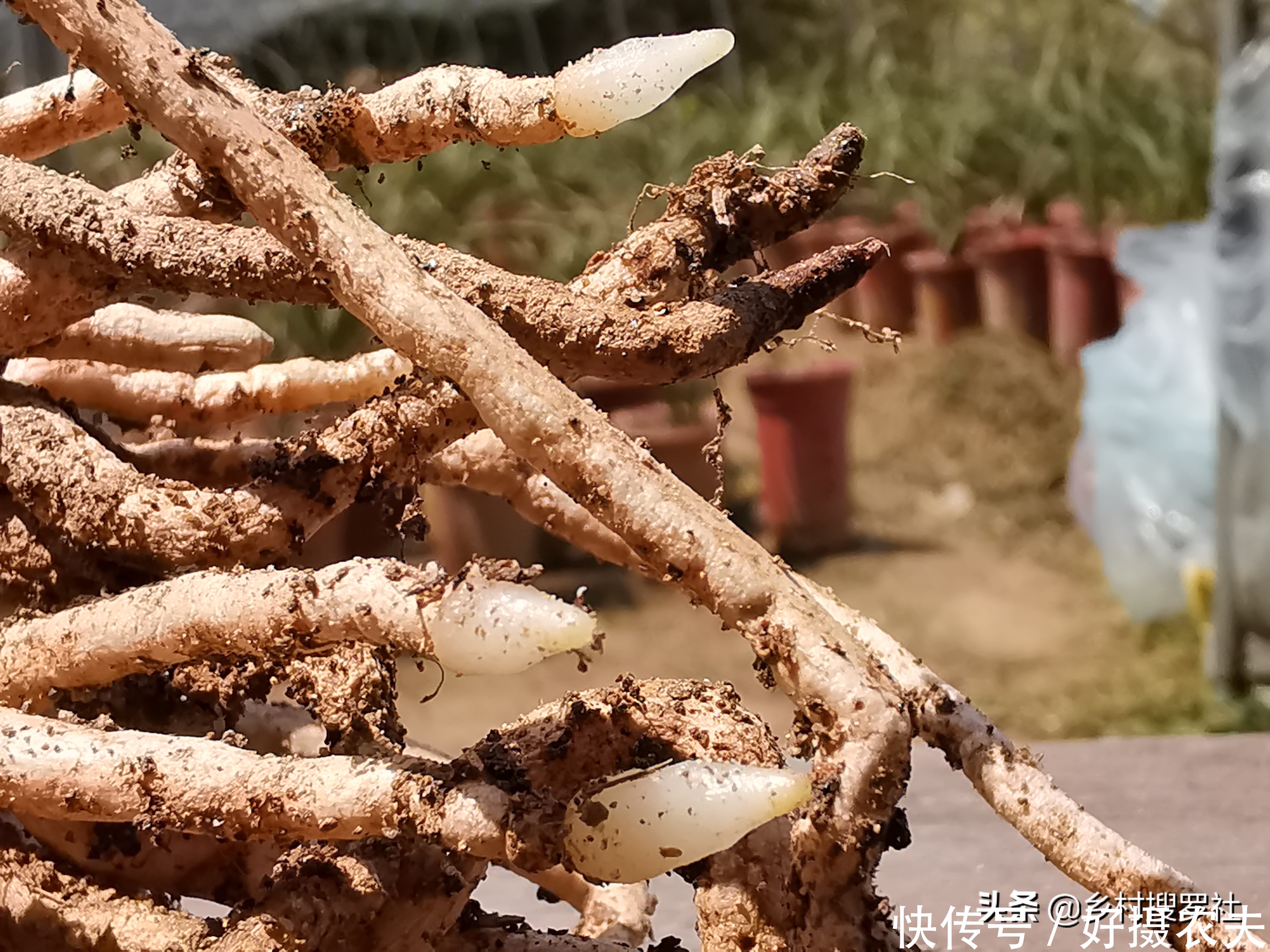 兰花|五月份的兰花最怕什么?施肥操作不当,15天兰花根烂苗枯