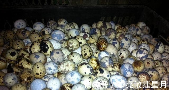 松花蛋|鹅蛋、鸡蛋、鸭蛋、鹌鹑蛋，哪一种蛋类更有营养三种蛋尽量远离！