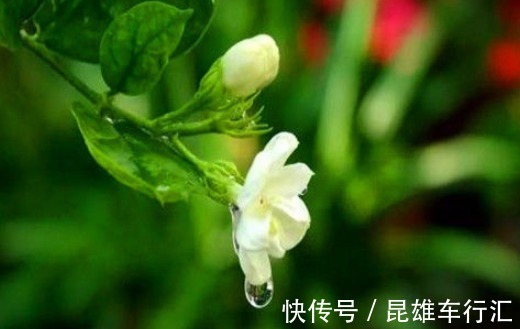 膳食纤维|女性想要身体好,常吃的食物,排出毒素,滋阴降火,增强体质