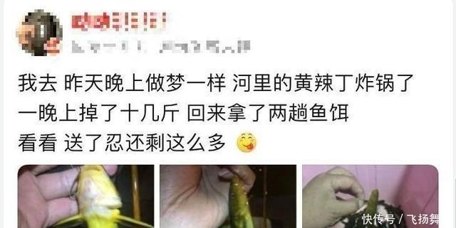 发窝|听说有人要封竿?这里的黄辣丁发窝,有人一夜钓十几斤