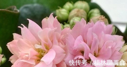 叶肥大|婆婆只养“2种”花,窗台变成“花海”,冬天“开花”上百朵!