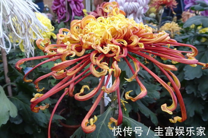 喜欢菊花，不如养盆“十大名菊”凤凰振羽，似凤凰展翅，光彩夺目