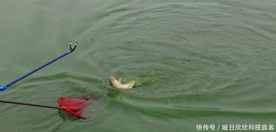 硬度|子线使用不当而导致跑鱼，真正的原因有这些，你知道吗？