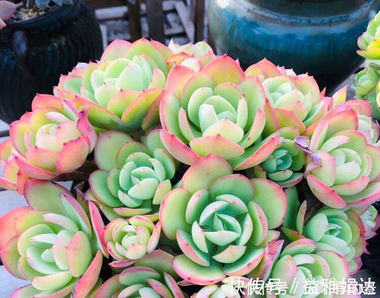 多肉碧桃|养殖多肉碧桃,6、7月盆栽避开此3处,茎叶长得旺、染色美!