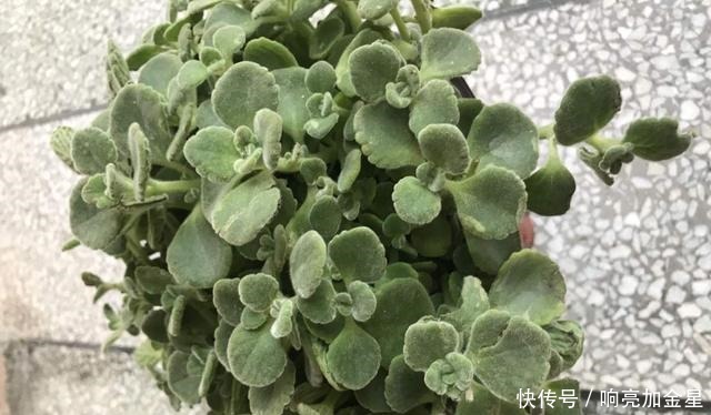 家里碰碰香没味道那是这4点没做好,不然香飘满屋!