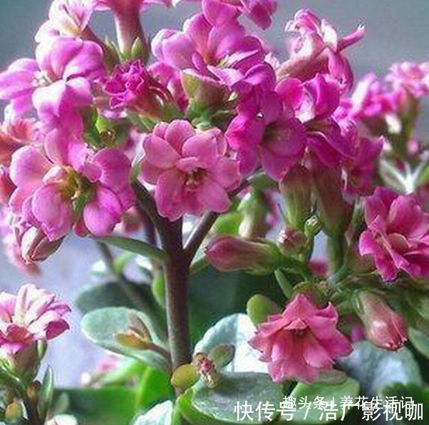 浇水|长寿花“浇水”方法,学会后根系不腐烂,生长状态好!