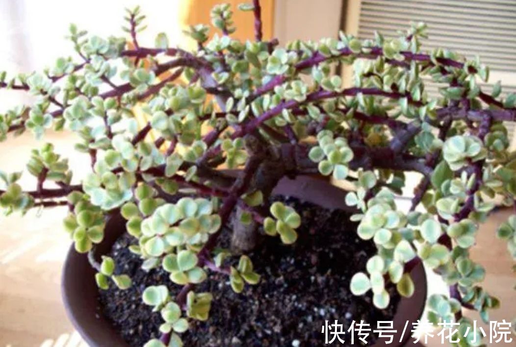 养多肉雅乐之舞，避开4个“错误”，长得旺盛，叶子饱满翠绿