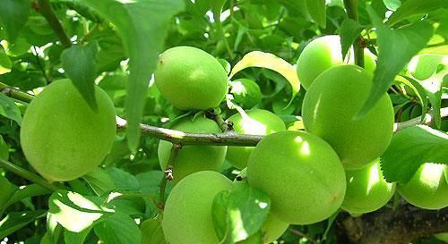 体重|脂肪最怕的刮油“神器”,每天吃一点,刮油减肥,体重嗖嗖掉!