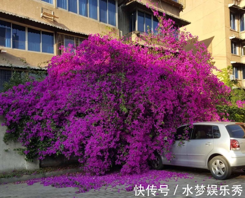 弱酸性|家庭养三角梅,不达到这4个条件,盆栽很难四季开花