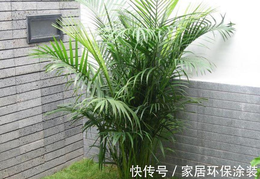 4种适合客厅养植的竹子,清秀文雅,尽显文人气息,还能清新空气