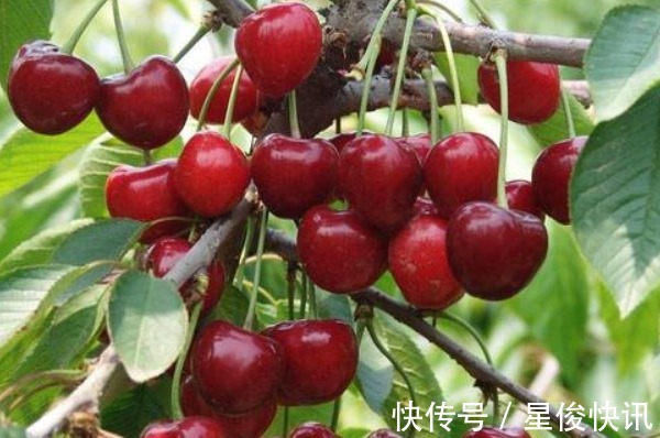 胡萝卜素|常吃车厘子不仅有益于女性健康,还有许多好处,难怪再贵都抢着吃