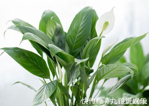 叶片|6种耐阴花,不晒太阳,也能四季开花,是家庭盆栽佳品!